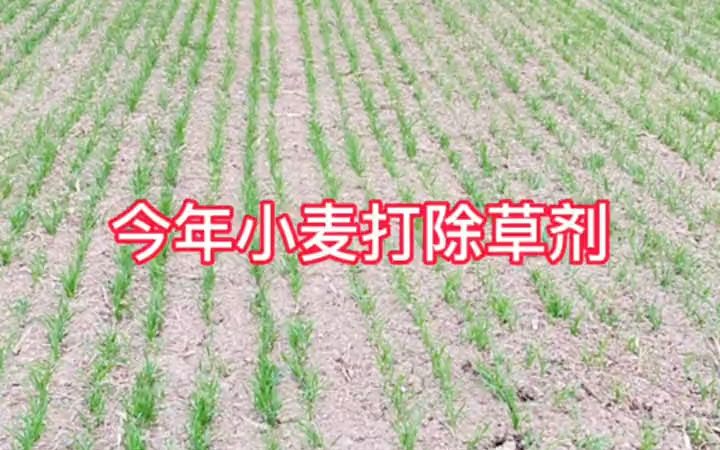 【三农说】掌握好小麦除草剂使用方法,减少药害哔哩哔哩bilibili