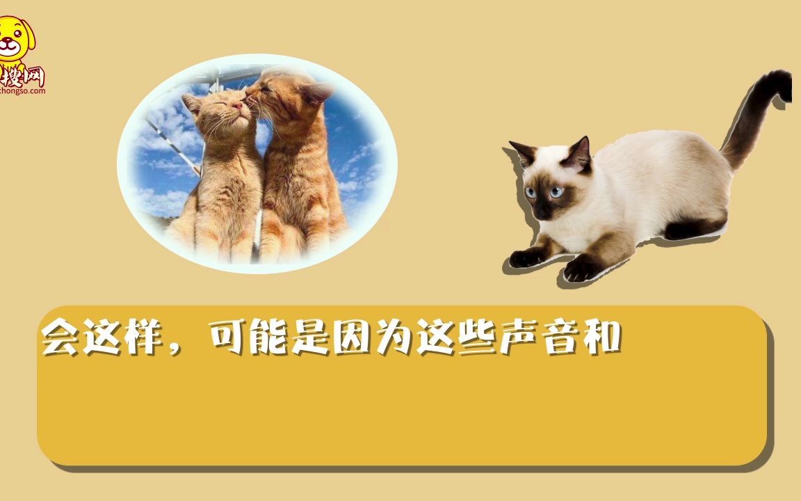 猫怕的声音有哪些哔哩哔哩bilibili