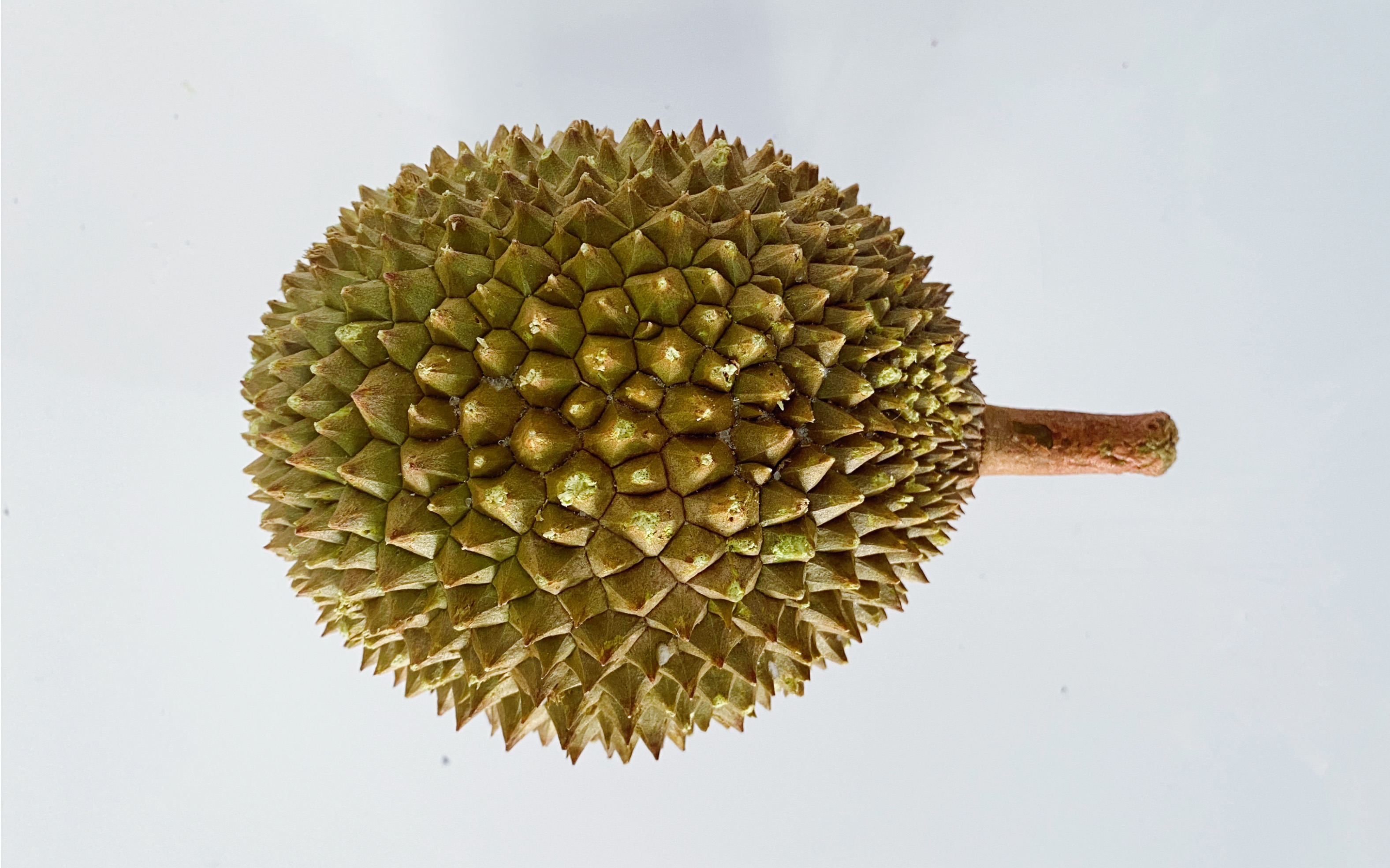 72 | 朱雀d13 ]2斤重的朱雀榴莲,竟然开出5房果肉!