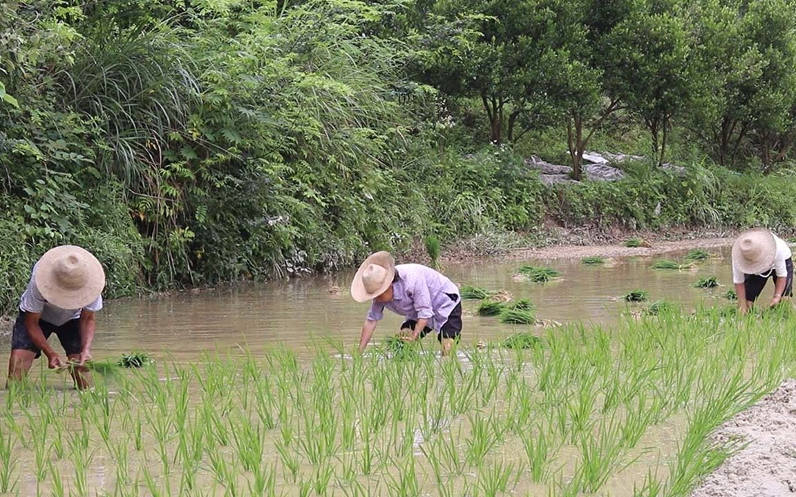 [图]栽秧您会吗？湘西小程实拍村民栽秧，一边栽秧一边唱山歌