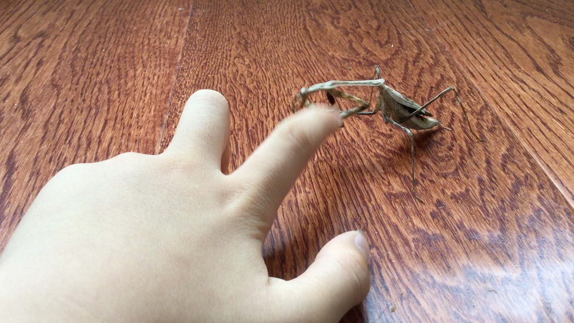 身中剧毒的孔雀螳(被刺客虫咬伤瘫痪)