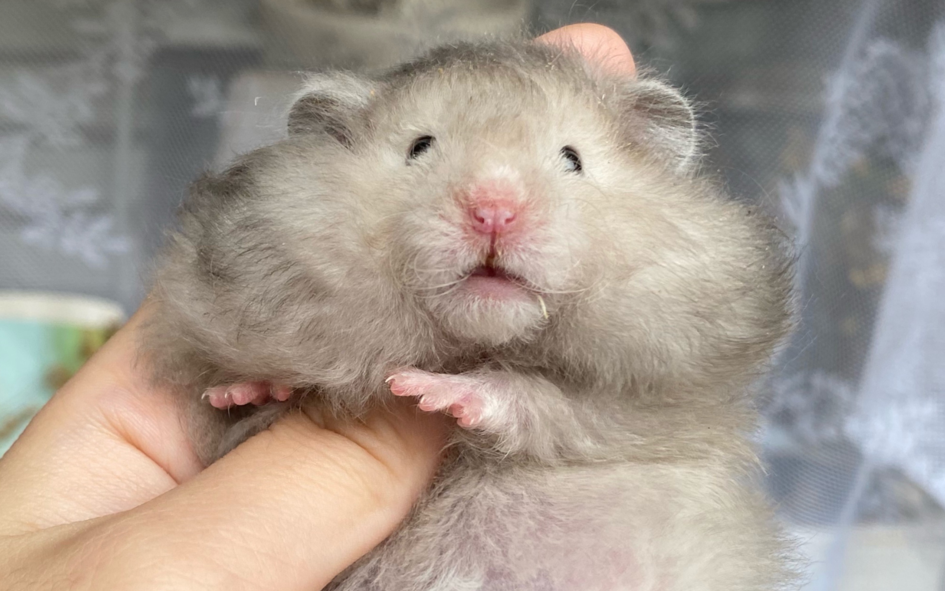 这大脸盘子是被马蜂蛰了吗? 叙利亚仓鼠金丝熊搞笑逗比沙雕饲养日常