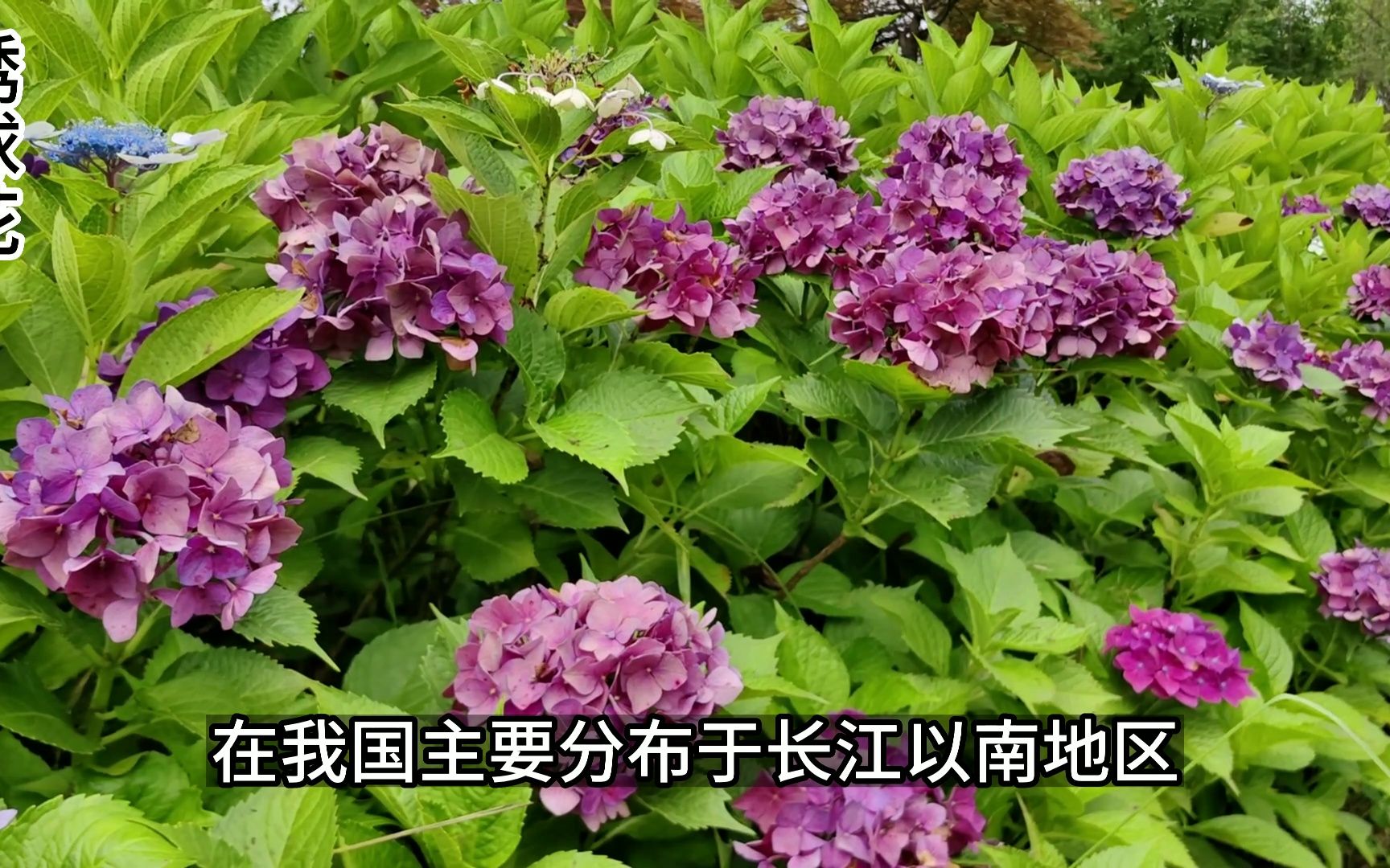 绣球花:因花朵形状似绣球而得名,古代也叫八仙花哔哩哔哩bilibili