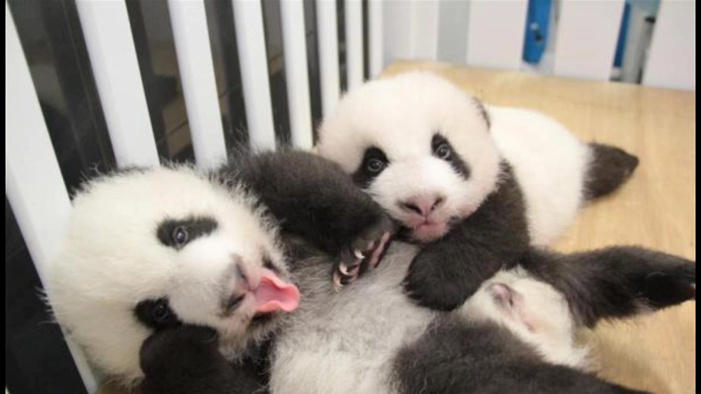 双胞胎大熊猫的幼崽时刻好可爱呀