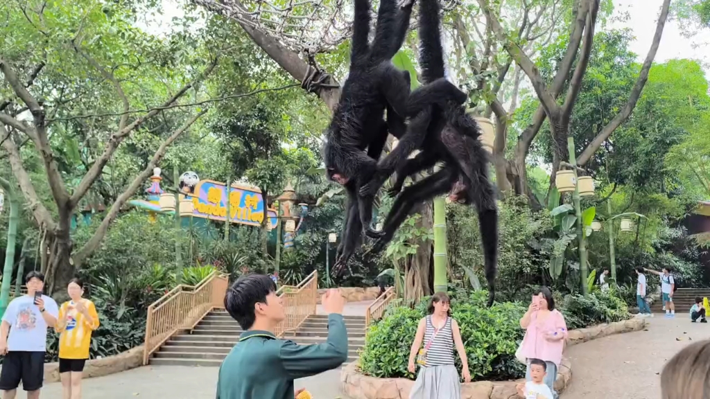 奶爸带三只黑蜘蛛猴出来遛弯,是这条街最靓丽最引人注目组合