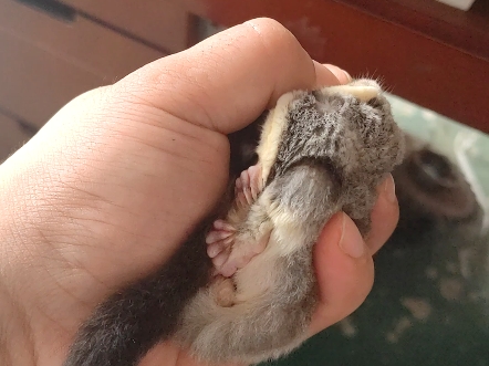 成年蜜袋鼯第一次不反抗上手记录,小精灵球