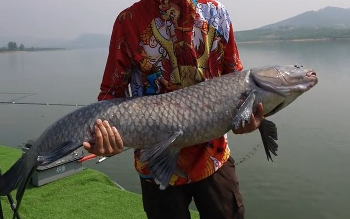 剑武鲤轻量巨物 ,战大青!