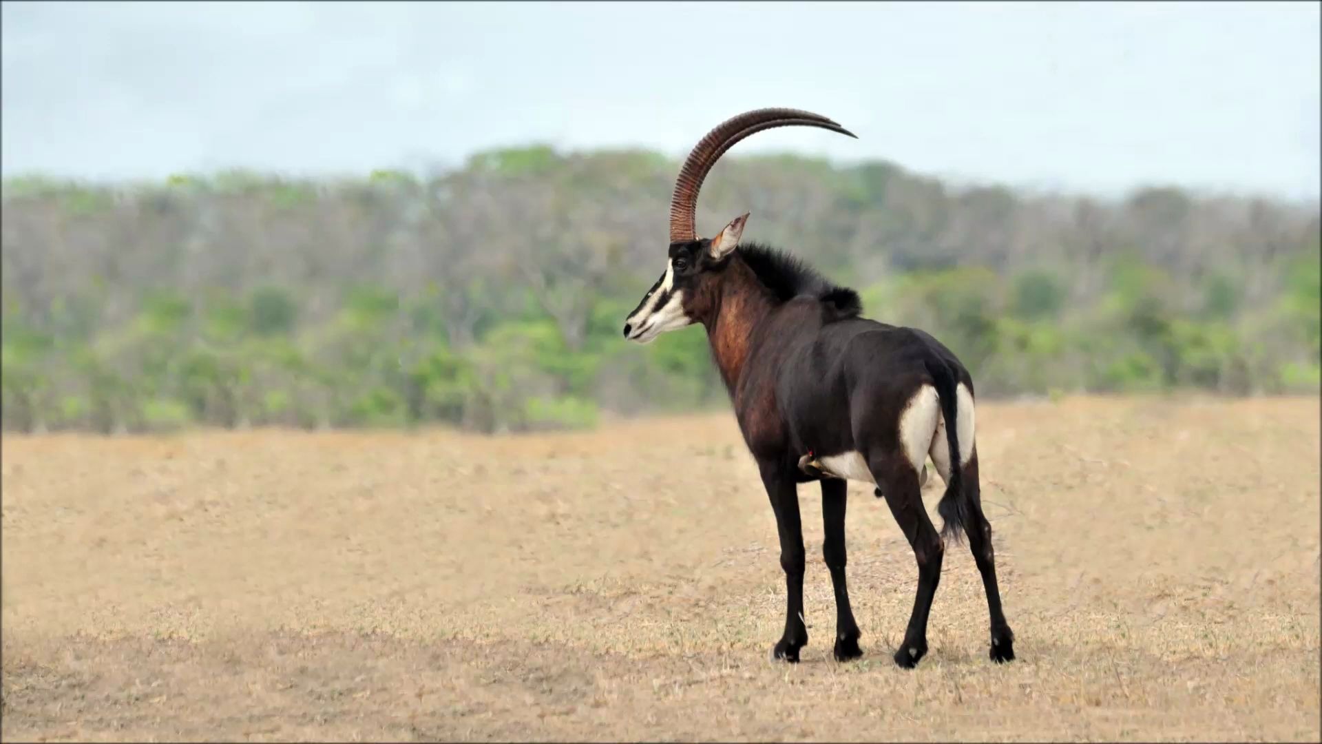 【自然】南非克鲁格国家公园的黑马羚在水坑边争斗