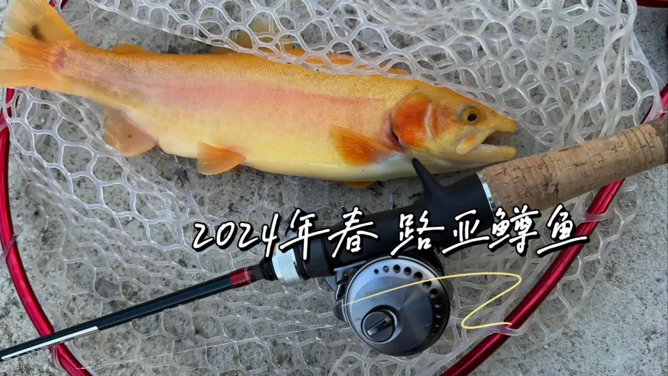 渓流虹鱒50UP！と茶鱒～Rainbow & Brown～【北海道渓流ルアーTrout