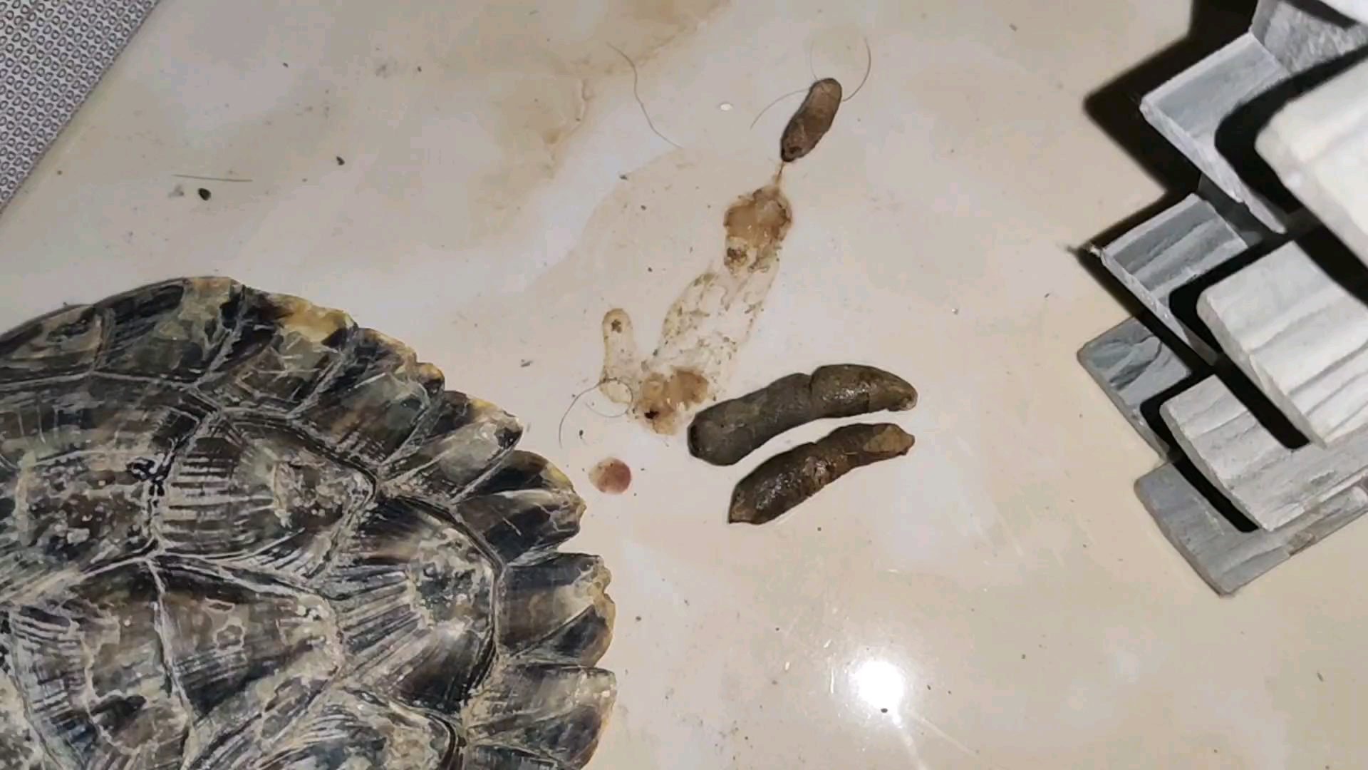 巴西龟正常粪便图片