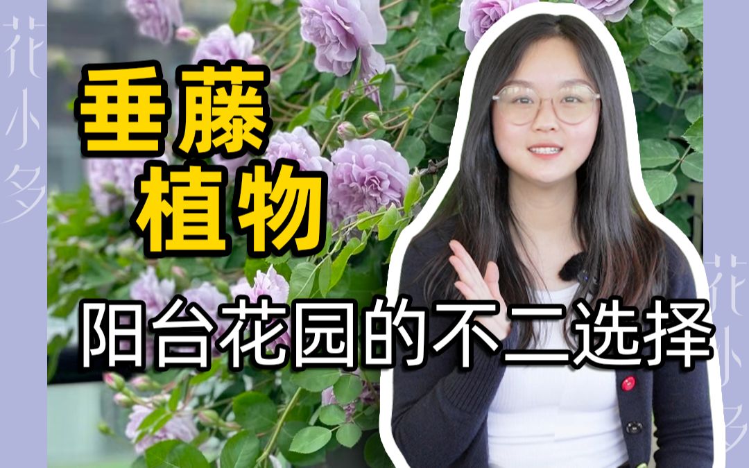 【花小多园艺】好看又好养的垂藤植物推荐哔哩哔哩bilibili