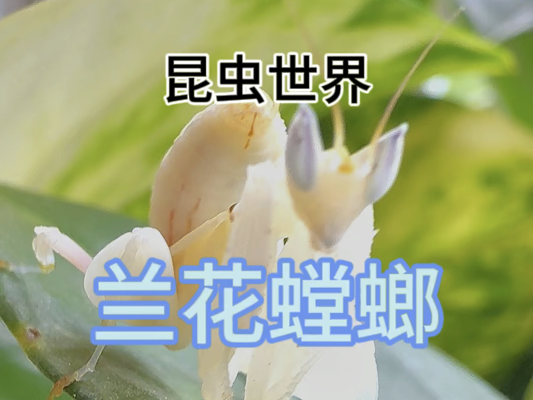 末龄兰花螳螂