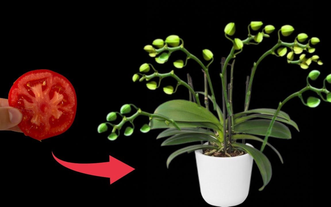 我用一片西红柿,蝴蝶兰同一根花枝上神奇地长出许多兰花芽花蕾哔哩哔哩bilibili