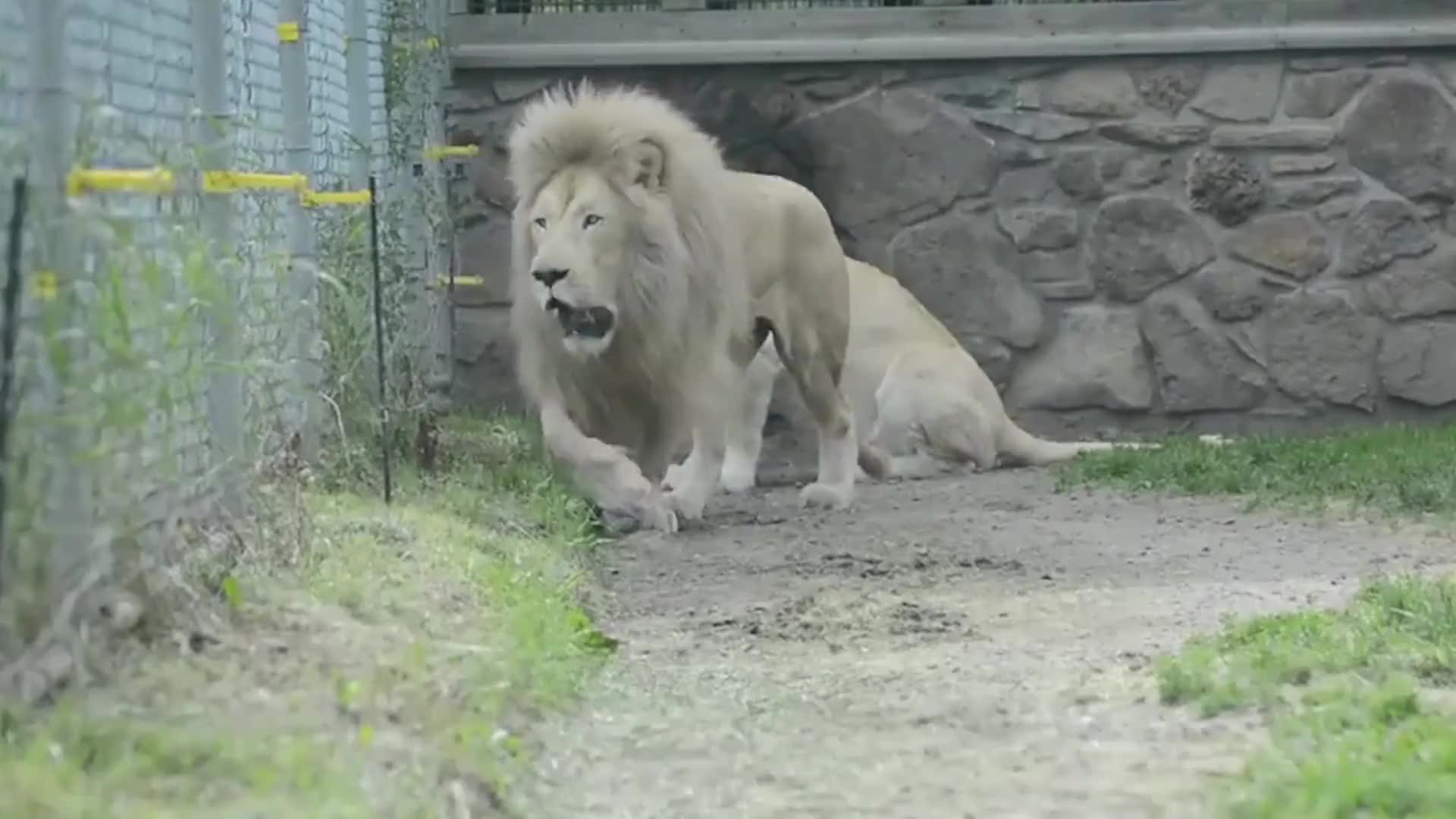 男子前往动物园看白狮,却无意中看到奇怪一幕,这是怎么回事?