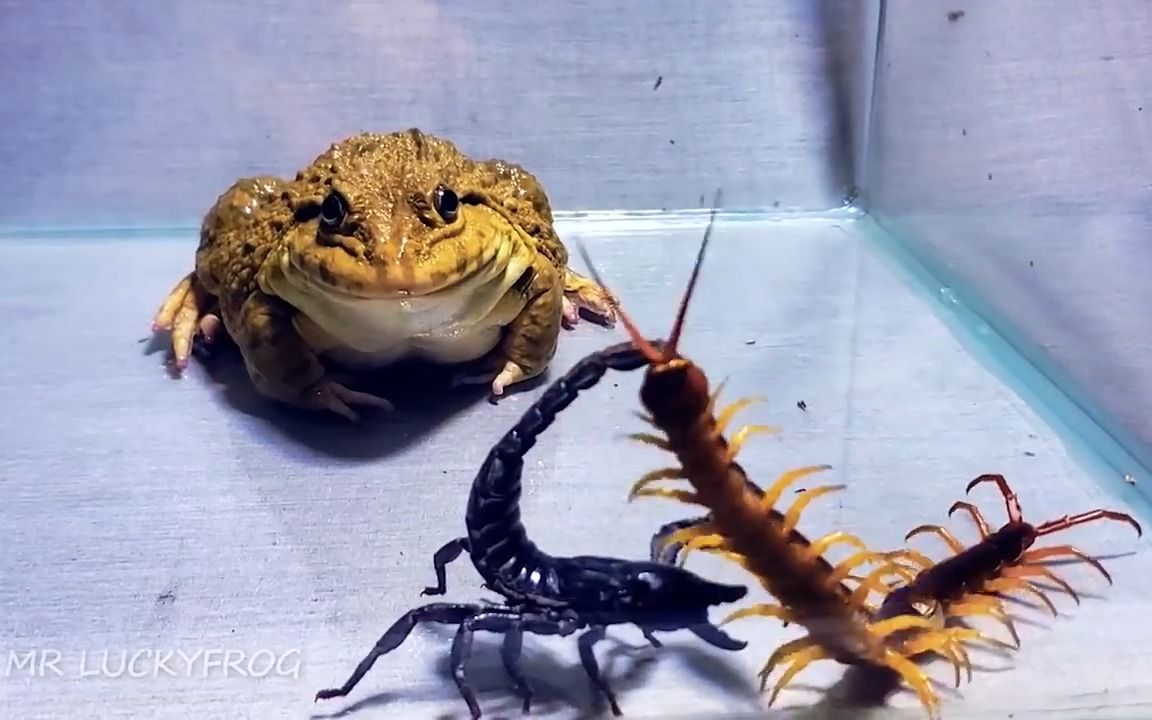 牛蛙吃蜈蚣图片