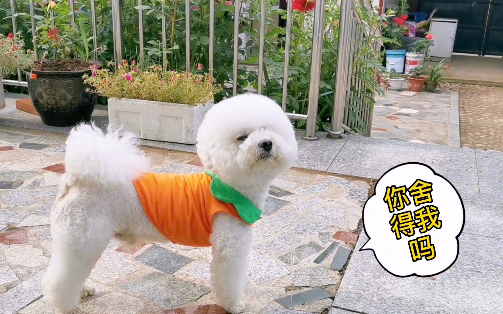 比熊芒果:铲屎的说要入乡随俗,农村的狗狗都是在院子吃饭的