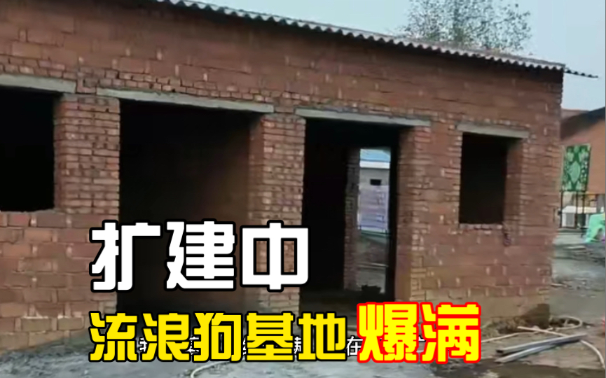 基地扩建中,为了救助更多的猫狗!哔哩哔哩bilibili