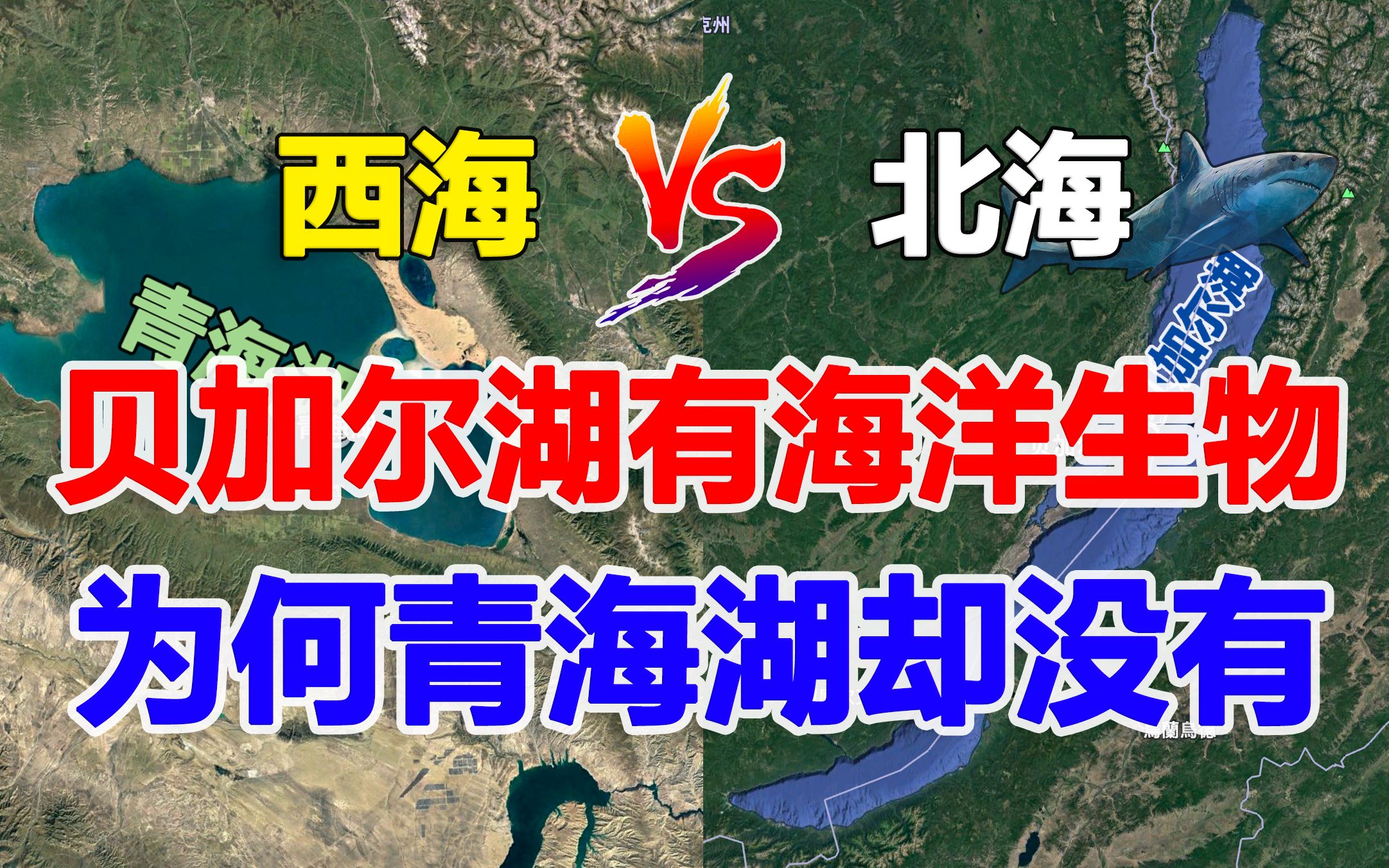 曾属我国的贝加尔湖,储水量为北美五大湖总和,为何会有海洋生物?而青海湖是咸水湖反而没有哔哩哔哩bilibili