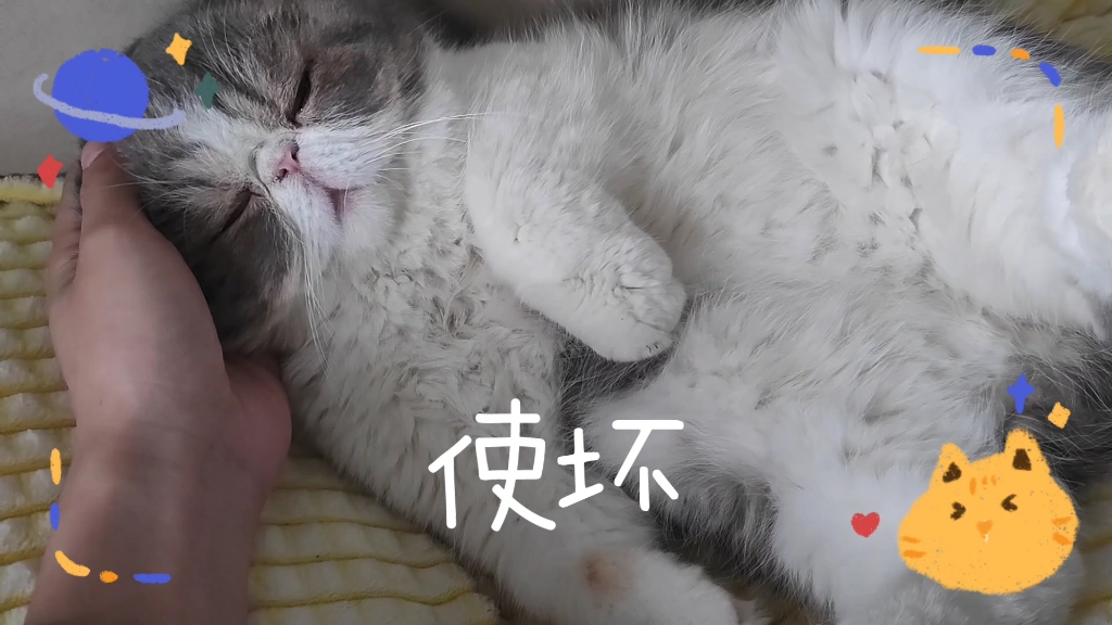 加菲猫,可爱猫哔哩哔哩bilibili