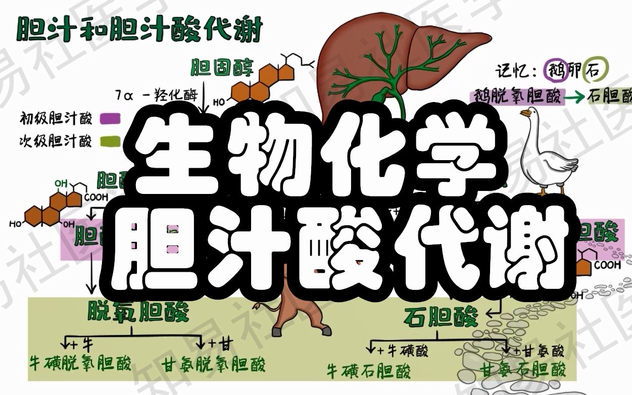 【医考速记】1张图全面掌握 胆汁酸代谢 生物化学难点