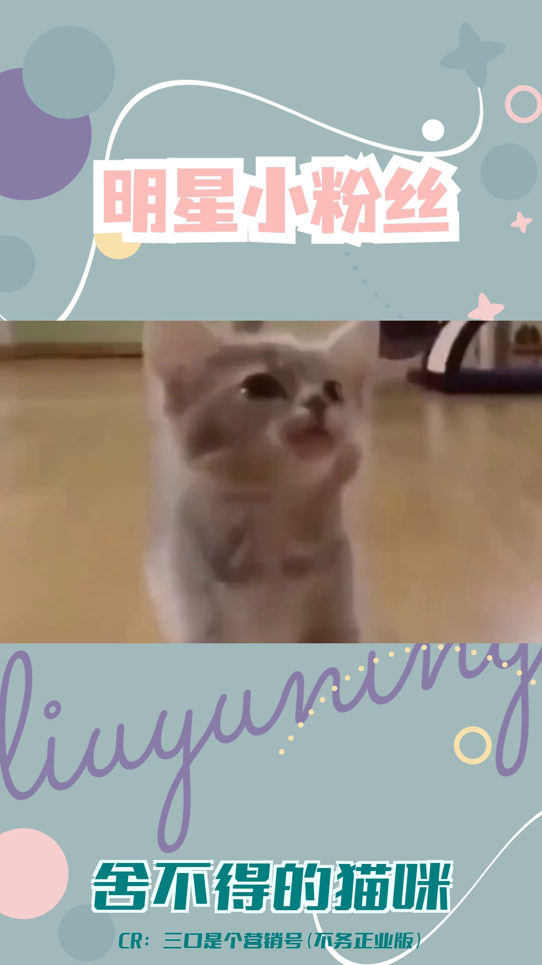 狸花猫:我不是野人,我只是想你了!哔哩哔哩bilibili