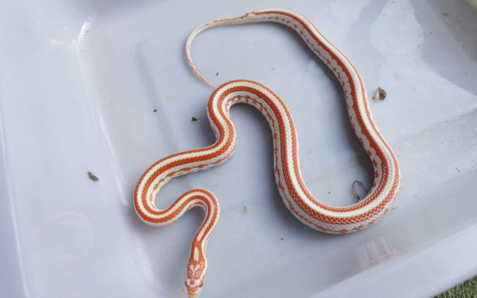 【玉米蛇】美美的糖果显直的喂食