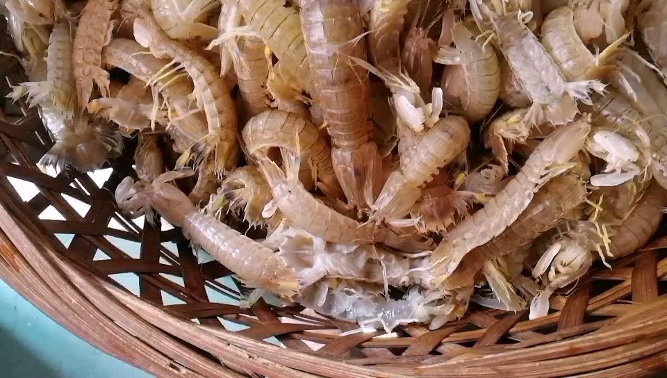 见过新鲜濑尿虾吗?生猛海鲜
