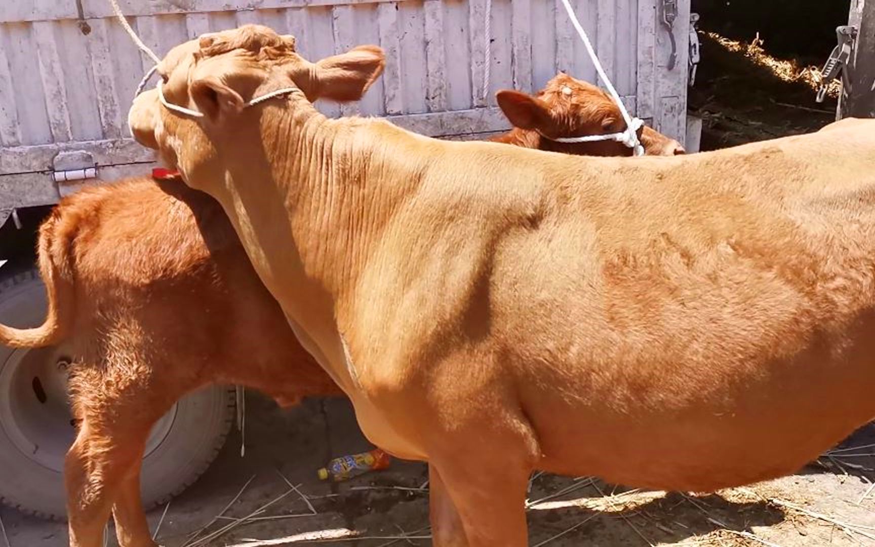 云南曲靖农村牛市,有上千头黄牛,全靠眼力估价