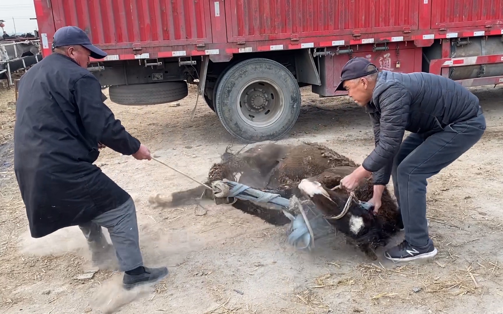 [图]小马修蹄乱踢一通，生性难驯，搞得动静好大，都为师傅捏着一把汗