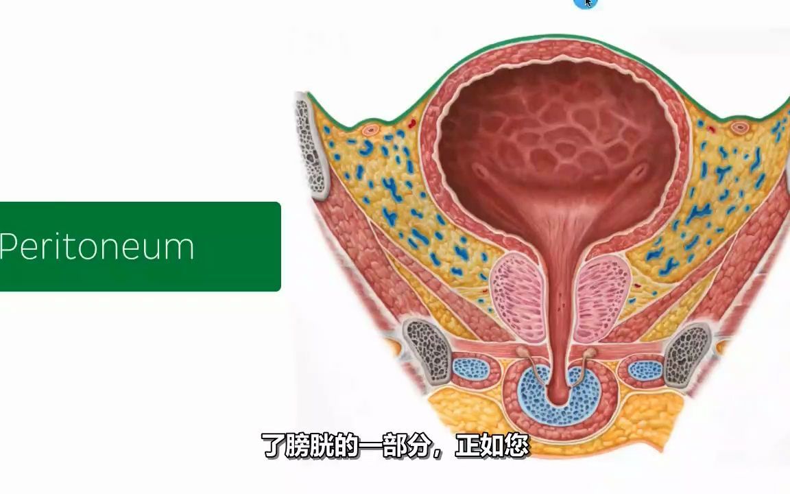 男人膀胱 女性图片