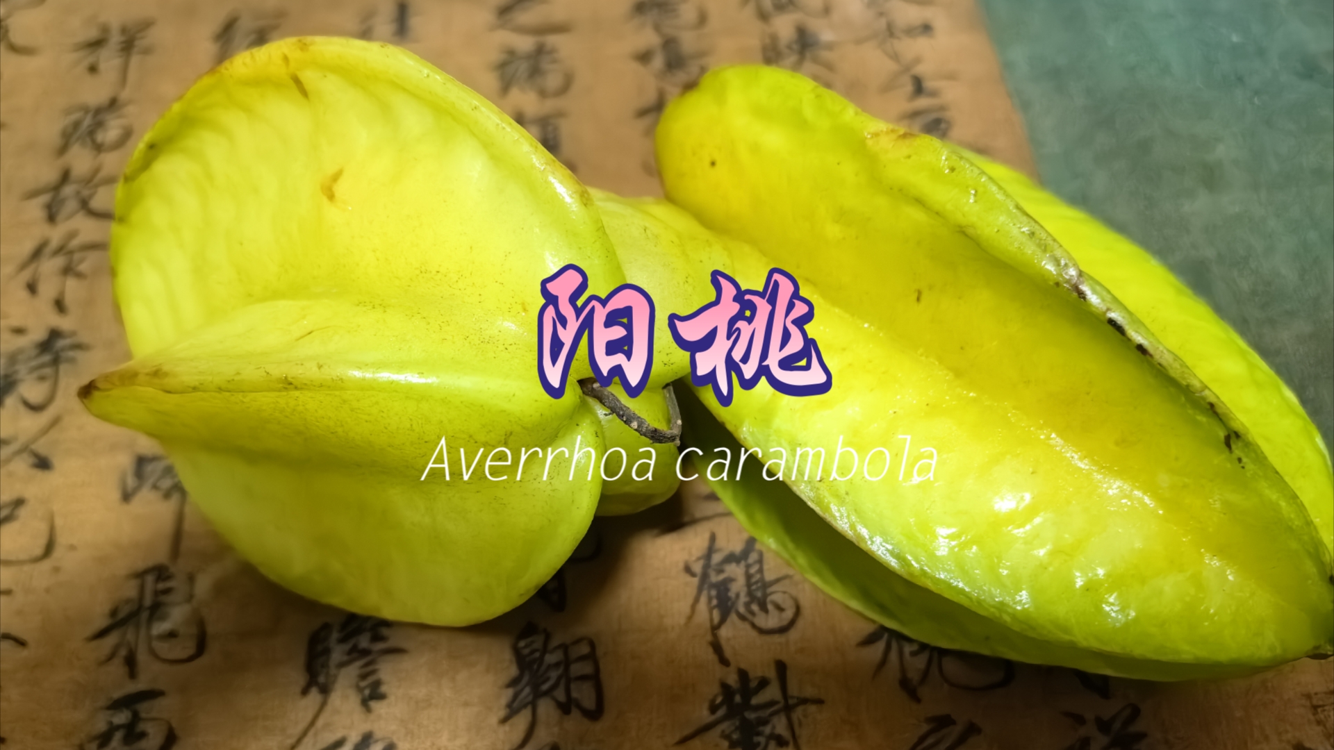 阳桃Averrhoa carambola哔哩哔哩bilibili