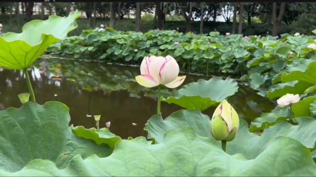 陈家山荷花公园荷花随记