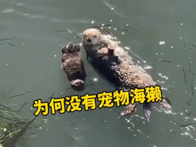 为什么海獭很少被当宠物养 #海獭 #水族馆 #可爱动物哔哩哔哩bilibili