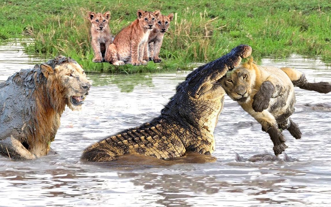 老天爷呀!鳄鱼偷袭过河的狮子,狮子直接被一口爆头