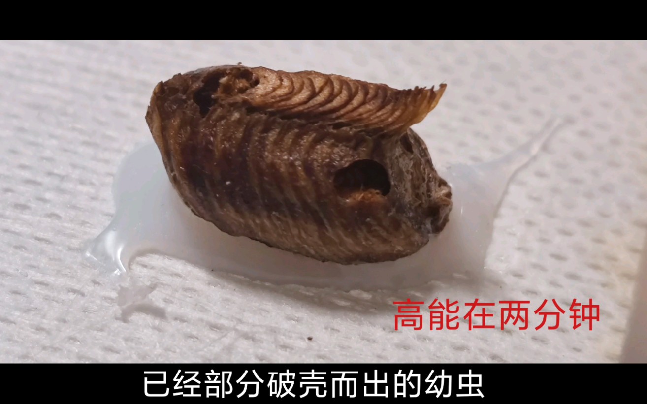 解剖被螵蛸皮蠹Thaumaglossa sp.寄生掏空的斧螳卵鞘哔哩哔哩bilibili