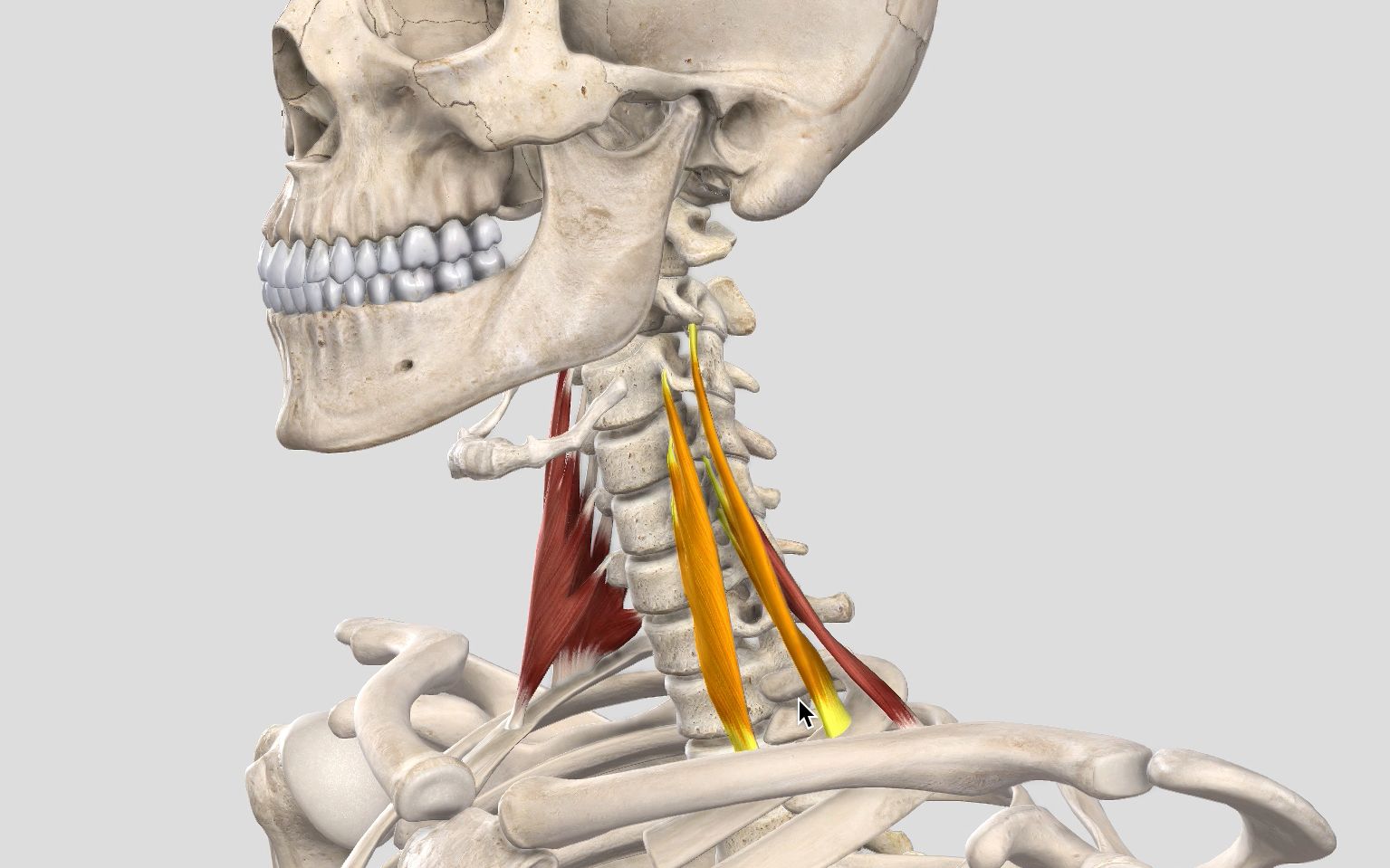 【每日一肌】斜角肌——手麻问题先找你,呼吸颈痛也联系!