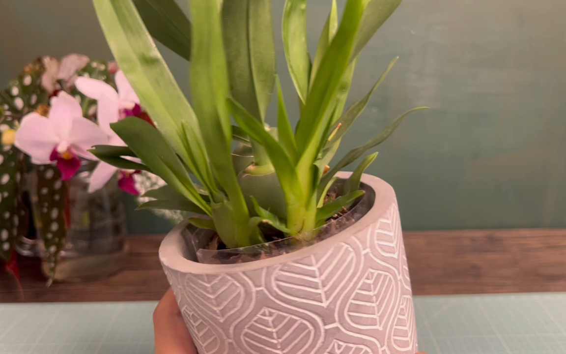 【文心兰】文心兰换盆 白冰秋海棠定植