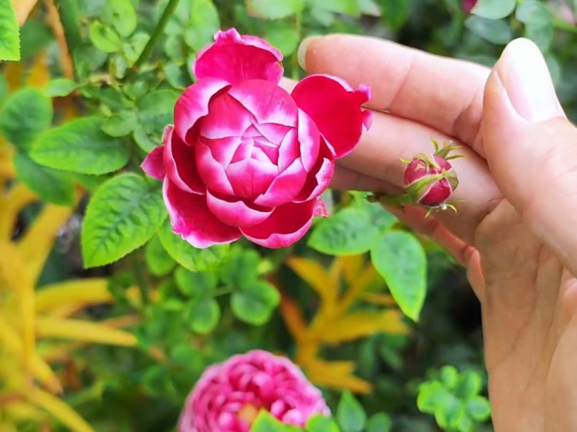 开花过于艳丽,花友叫它“妖花玛丽”,开花像牡丹一样雍容华贵哔哩哔哩bilibili