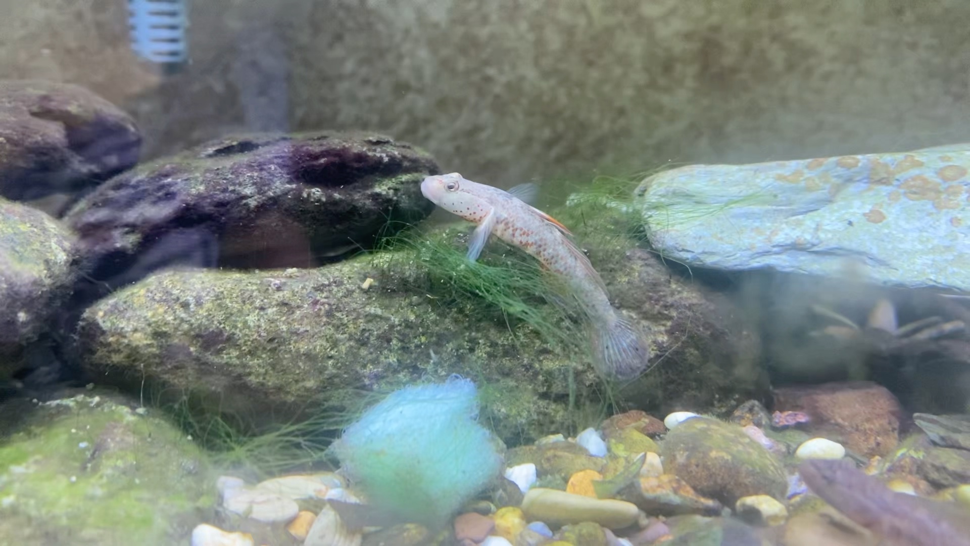 在藻毯上飘摇的雀斑吻虾虎