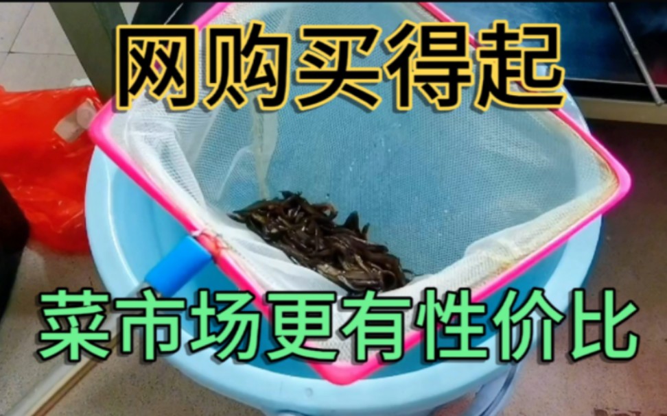 泥鳅喂鱼在网上买还是菜市场买更便宜?两者价格居然相差5倍哔哩哔哩bilibili