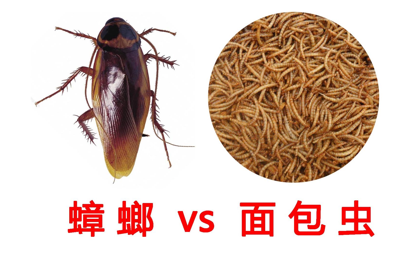 把蟑螂扔进一堆面包虫当中,到底是谁吃了谁?重口味慎入!