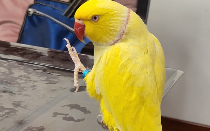 月轮鹦鹉的生活