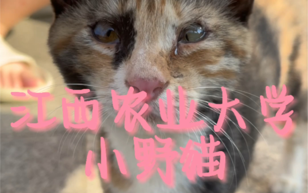 江西农业大学小花猫又来啦!哔哩哔哩bilibili