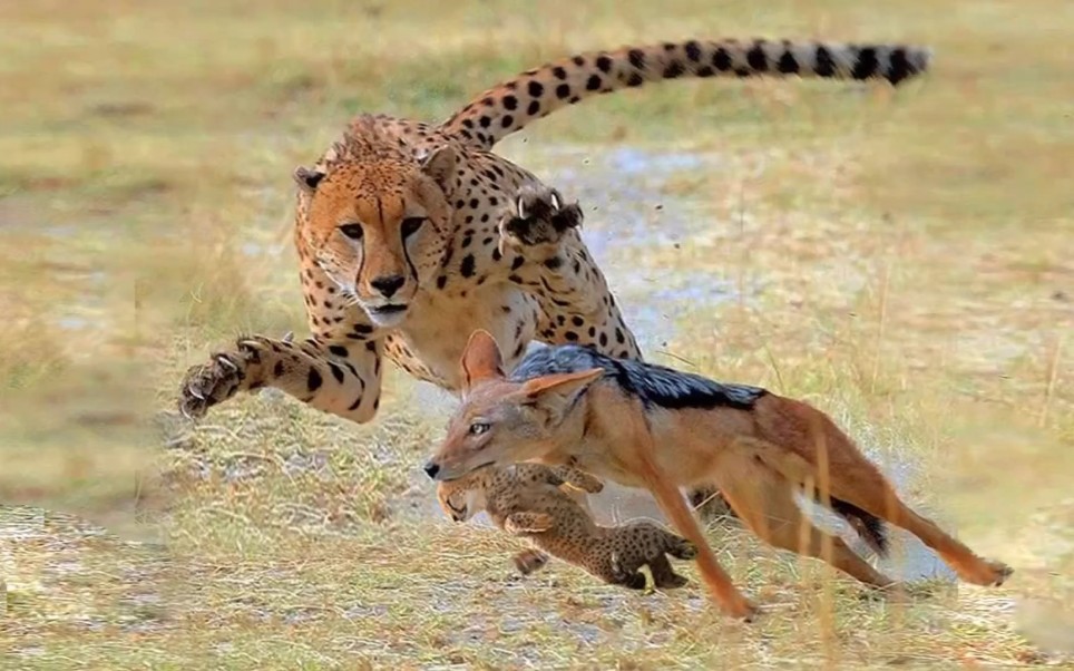猎豹捕猎动作图片