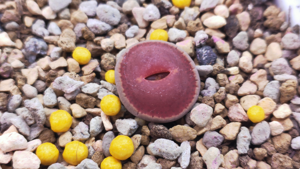 生石花:日轮·ko