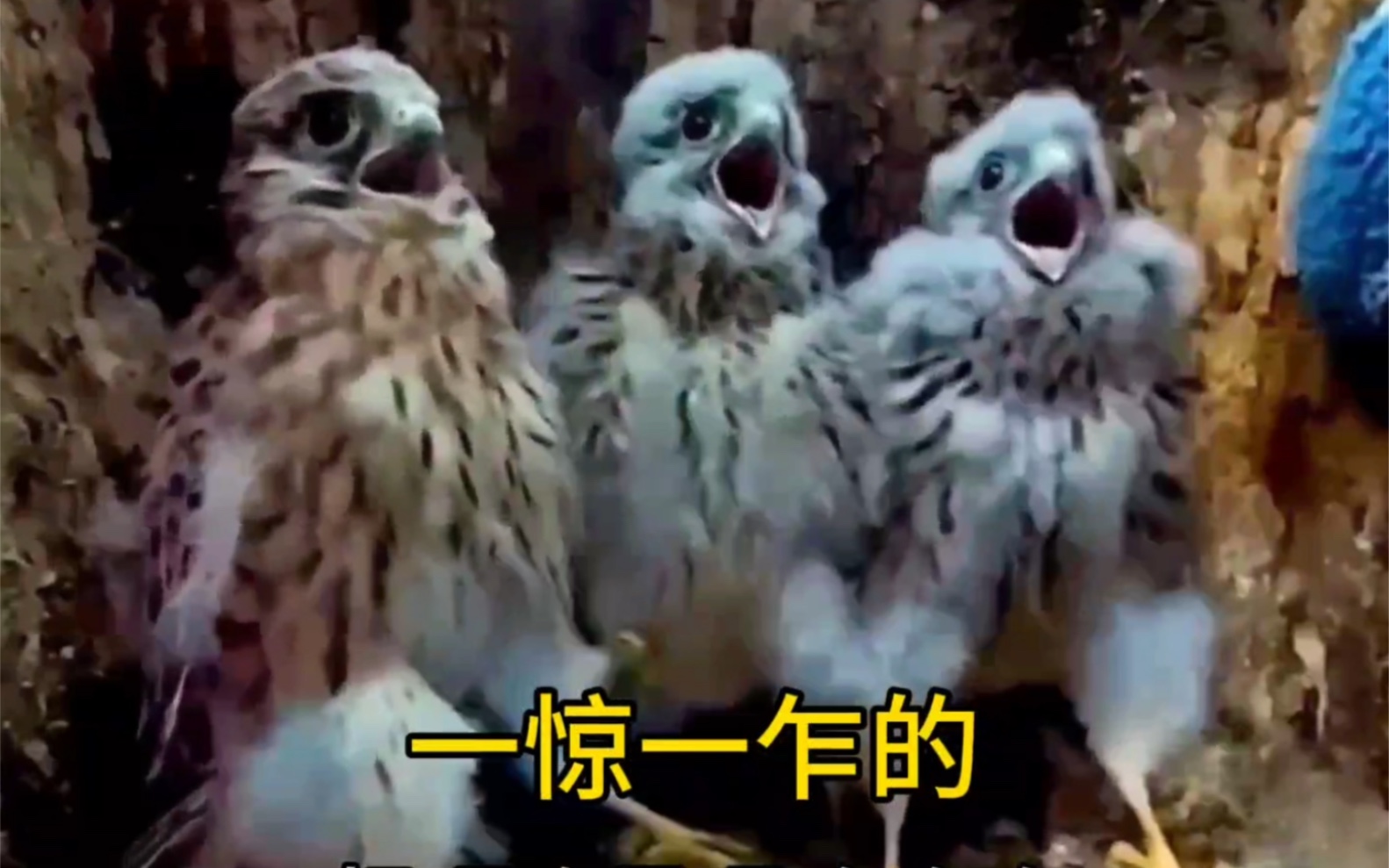 这是看见啥了一惊一乍的