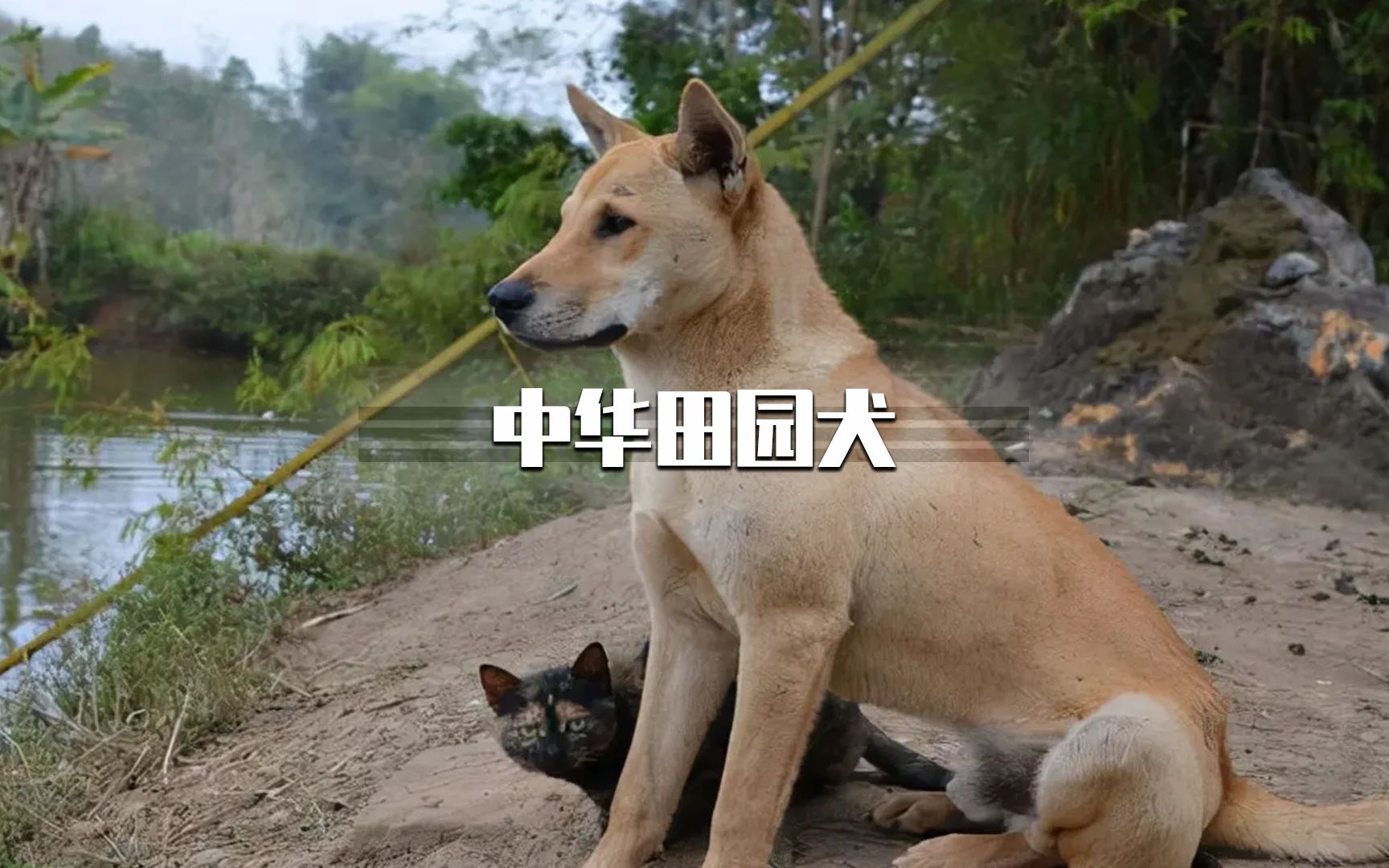 [图]中华田园犬到底有多高贵，不仅血统高贵，而且战斗力很强！