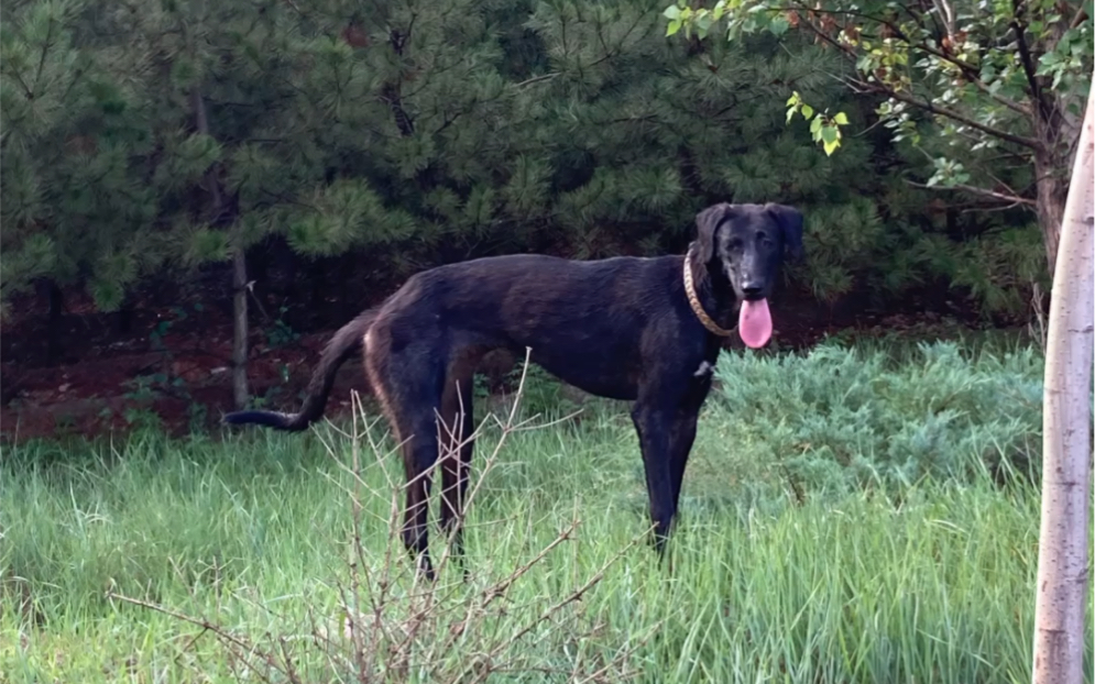蒙古细犬和草地笨