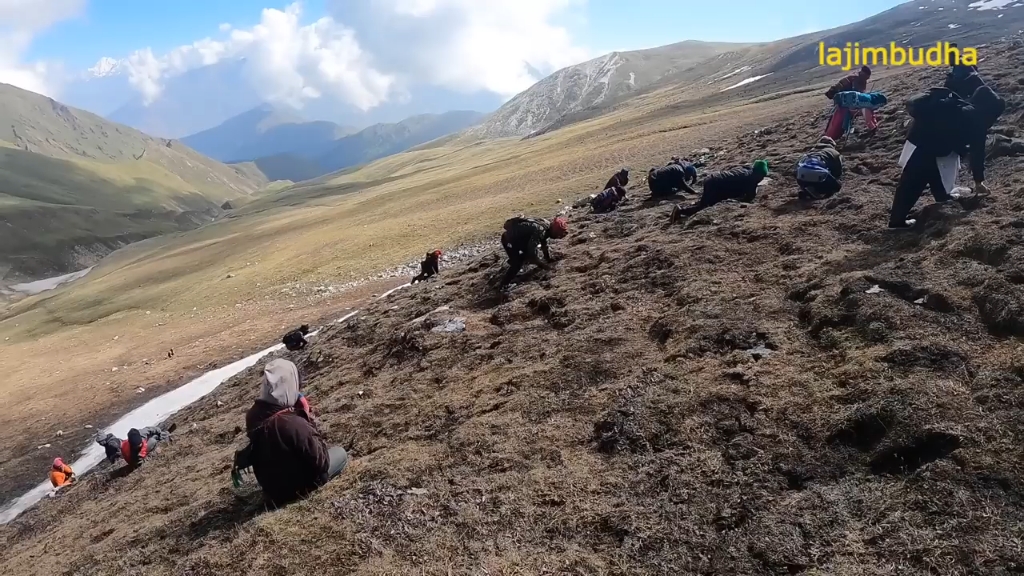 [图]喜马拉雅山上挖虫草，当场生吃，营养丰富