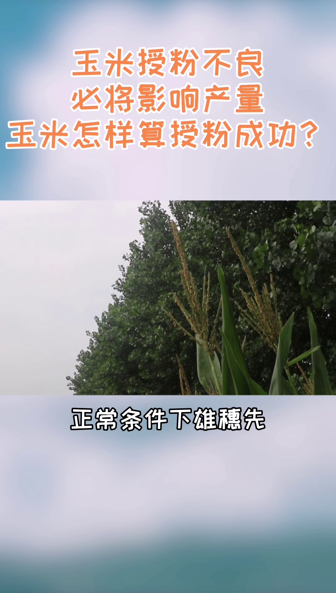 玉米怎样算是授粉成功呢?哔哩哔哩bilibili